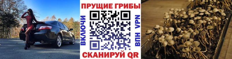 Купить где  Кемерово  Галлюциногенные грибы Psilocybine cubensis 